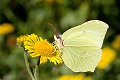 Gonepteryx rhamni Citroenvlinder vlinder vlinders butterfly butterflies papillon papillons
